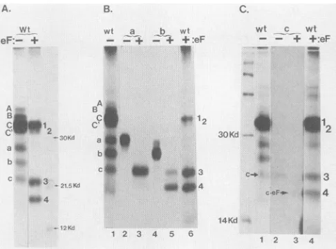 FIG. 3. and (A) Digestion of wt cell-free translati C' plusa, b, and c) with endo Ftc