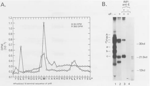 FIG. 4.fromforfor2.7terminus(lanecoelectrophoresedPolypeptideMradioimmunoprecipitation[35S]methionine and (A) Sequencing of polypeptide 3