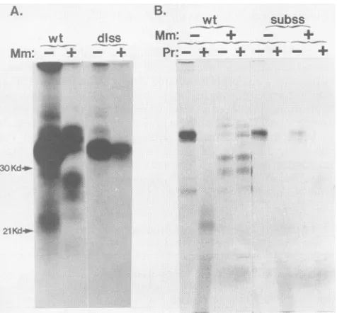 FIG. 5.aa, Diagrams of Sal DNA and mutations produced in Sal DNA by site-directed mutagenesis of single-stranded pTZ/Sal vector DNA