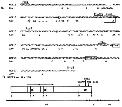 FIG.1.forNucleotidesAkvsequenceseachCBoxestheLTRs are Comparison of Akv and MCF13 LTR nucleotide sequences and structure of LTRs