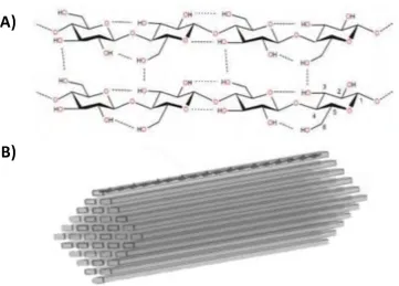 Figure 1.5: Overview of cellulose structure.