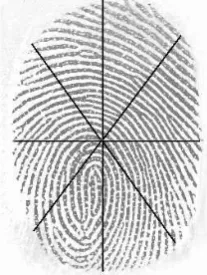Figure 3. The images were divided into several sectors5in order to handle distortion.