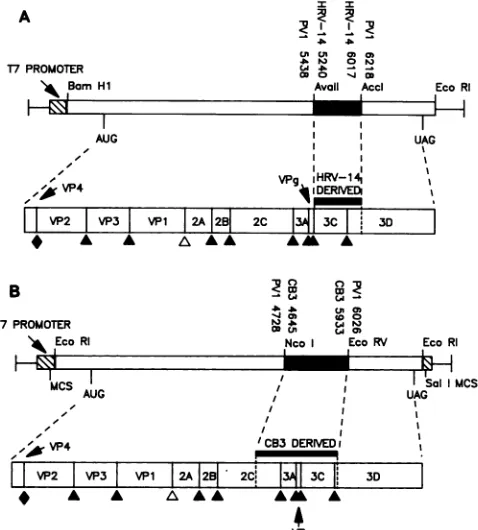 FIG.1.constructionthe Genomic structure and chimeric polyprotein encoded by T7 transcription vectors pT7-RP3C (A) and pT7-PCP (B)