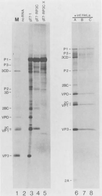 FIG. 2.(lanesacDNAscripts.contain5cellreactionsbyreticulocyteofcellsbufferpoliovirus-infectedlanesml.[35S]methionine-labeledsulfate-polyacrylamiderographed and HRV14 theIn vitro translation of PV1-HRV14 chimeric T7 tran-Full-length transcripts from wild-ty