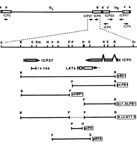 FIG.1.deletiondeletiondeletionStil;ofthebelow.tionstranscriptsnotprotein-codingmutantshowing HSV Physical map of the HSV-1 genome showing the loca- of genes and plasmids relevant to this study