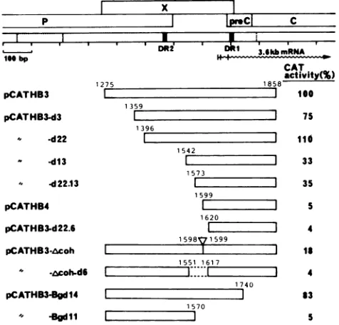 FIG.1.ofends8-bpsertedactivitytheHBVinternal HBV Schematic representation of HBV DNA fragments in- into CAT plasmids and CAT activities