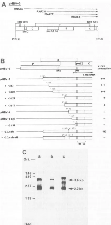 FIG. 2.detectable.efficientdeletionthedetermined.asvery2A(oh;templateupstreamrepresentvirusRNApoly(A)+DNAproductionpHBV-3.DNA those (A and B) Structures of deletion mutants in the 5'- region of the template HBV DNA and their activities for production