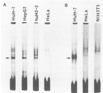 FIG. 6.extractstheBinding Distribution of the promoter-binding protein. Nuclear from the cells shown were prepared as described in the text