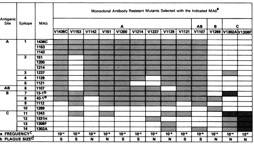 TABLE 2. Determination of the number of epitopes within antigenic sites by neutralization of MARMs