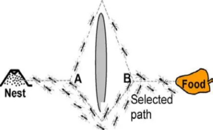 Fig. 1. Ant colony: Shortest path to food source 