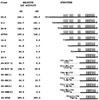 FIG.1.activityduplicateChow,pUR23-0published Relative CAT activity of deletion mutants of the HPV-11 URR E6 promoter linked to a promoterless CAT gene