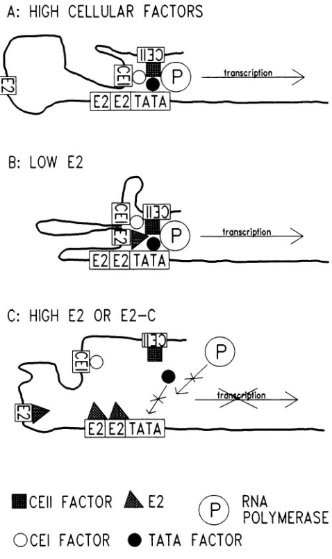 FIG.7. A model for enhancer and E6 promoter regulation.