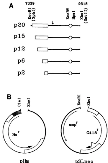 FIG.1.repeatnumberingcontainingtruncated0,insertion.line,transposonexpressioncinherpesandsymbols:controllingmutationsp20hm,p20neo, Structure of plasmids containing deletions in the 30-bp domain