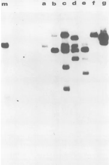 FIG.3.genes.repeats);lines,(approximatelyhead-to-tailthewithD98-Raji Structure of plasmid p2Rlhm