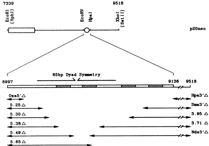 TABLE 2. Transfection of EBV plasmids with increasingnumbers of 30-bp repeat sequences