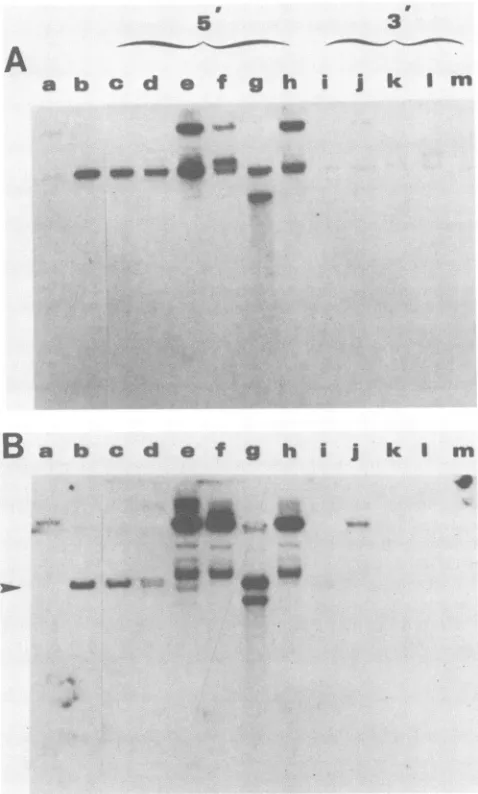 TABLE 3. Deletion analysis of EBV plasmids