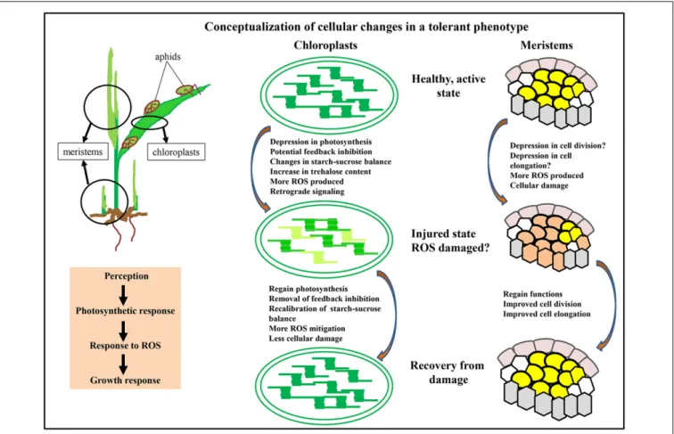 FIGURE 2 | Conceptualization of cellular changes in a tolerant phenotype. Initial aphid probing of leaves, followed by continued feeding leads to multiple plant responses
