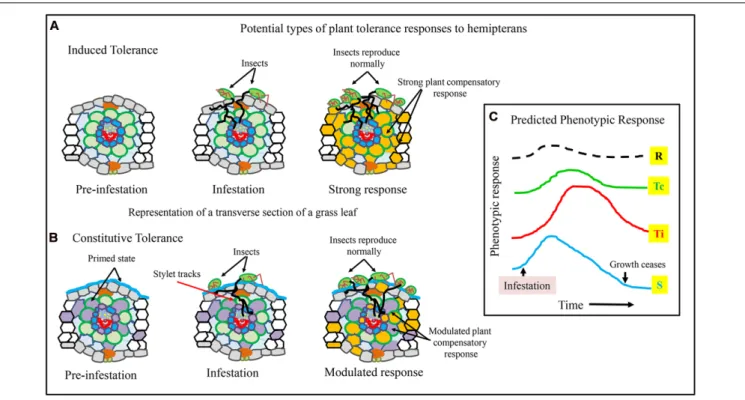 FIGURE 3 | Potential differences between an induced and constitutive plant tolerance response to hemipterans