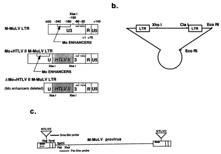 FIG.1.andasinsertedconstructionsstructure.LTR reference (a) Schematic diagrams of wild-type, Mo+HTLV-II+, and delta Mo+HTLV-I1LTRs