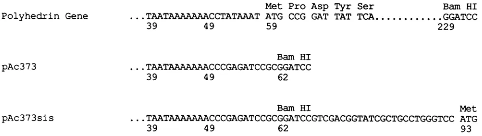 FIG.1.initiationnumbering Nucleotide sequences of the wild-type polyhedrin gene and transfer vectors surrounding the site of recombination and the codons