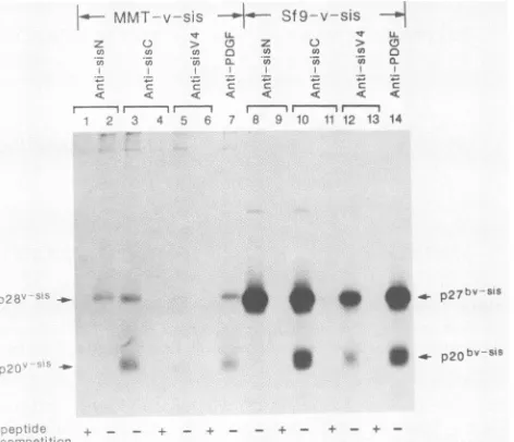 FIG. 2.cells.tionstatesSf9methionineN,lanes.homologouspolyacrylamide Identification of the v-sis translation products in Sf9 MMT-v-sis cells (lanes 1 to 7) or recombinant virus-infected cells (lanes 8 to 14) were metabolically labeled with[35S] and/or [35S