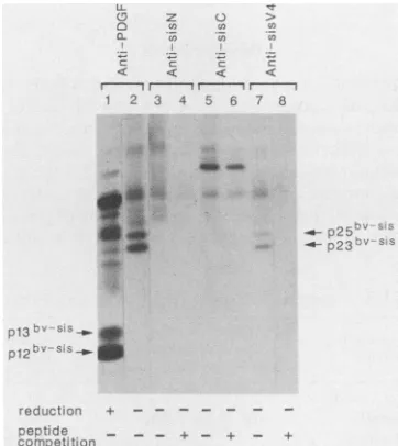 FIG. 3.recombinanth,(lanesSf9metabolicallyimmunoprecipitatedcase,peptideanalyzed and Dimerizationof v-sis/PDGF-Bprotein expressed by virus-infected Sf9 cells