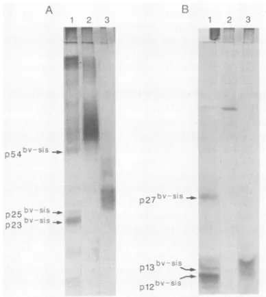 FIG. 5.(A).cases,NIH Mitogenic activity of v-sis/PDGF-B proteins produced by Sf9 or NIH 3T3 cells