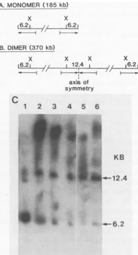 FIG. 7.C21-infected2),fragmentsintermediatelegendrestrictionofweredimers,andlanesadditionalMaterialsathegenerated35-kbmers.twolaneDNAstructureslambda"hairpins"185- telomere vaccinia Structure of high-molecular-weight concatemers from cells