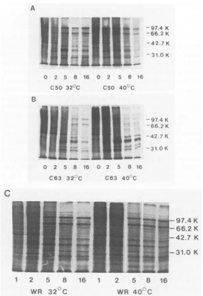 TABLE 1.wXBB-ilamong Summary of DNA and protein synthesis defects six defective-late mutants and one abortive-lateE~~~~ mutant