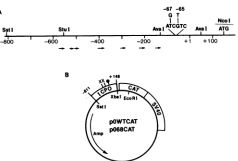 FIG.1.numbersrestrictionindicatedgies5'mutationindicate(22,thebacterialendpO68CAT.locationsignals