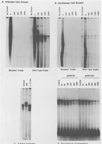 FIG. 2.assay.indicatedpoly(dI)-poly(dC),(D)mock-infectedSstI-linearized Characterization of DNA-binding activities recognizing positions -128 to +54 of the ICPO promoter by DNA band mobility shift (A) Binding reactions contained 32P-labeled DNA derived fro