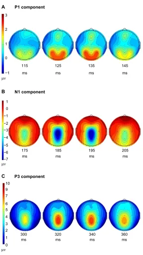 Figure 2 The scalp topography at the peak of three components.Notes: (A) More activation of P1 component (115–145 ms) over parieto-occipital electrodes (O1 and O2)