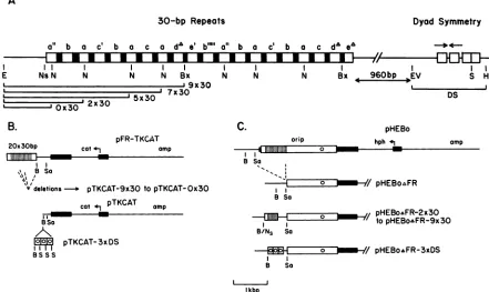 FIG.1.for65-bpof(amp,OpenverticalClosedthattosymbolspacer. +56 the Structure of oriP of EBV strain B95-8 (1) and plasmids used to study its components