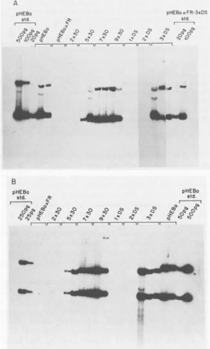 TABLE 2. Plasmid maintenance in Raji cells under selection as afunction of the number of 30-bp repeats