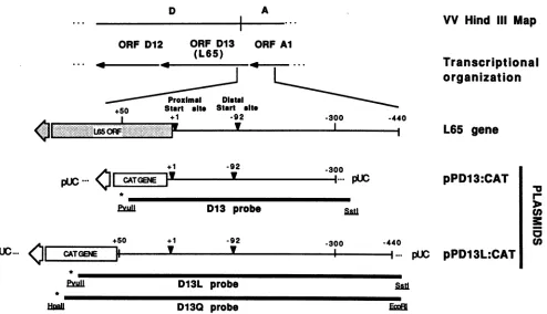 FIG.1.fromfromandVVasvarious a Plasmids and probes derived from the HindIII D/A region of the VV genome