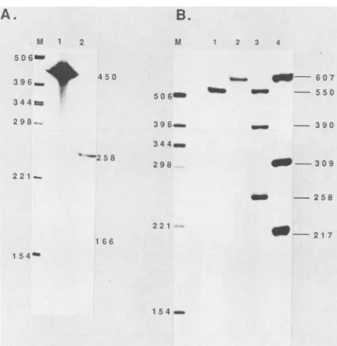FIG. 3.fromfromand(pPD13L:CAT)positionactivityeachproducedstandard Effect of 5' deletions into the full-length L65 promoter on CAT gene expression