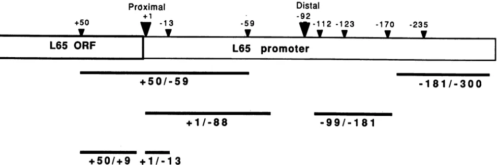 FIG. 5.forORF Schematic representation of various probes and competitors used in gel retention assays