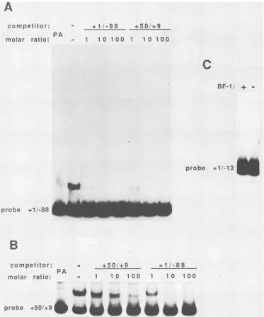 FIG. 7.reactionscompetitionincludinglabeledwhichwithout100-fold Specific binding of BF-I to two sites near the L65 promoter and cross-competition between them