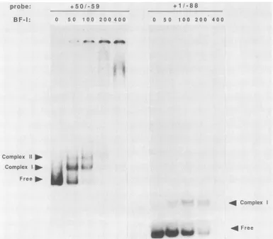 FIG. 8.thecomplex200, Effect of increasing protein concentration on retarded species. BF-I was added to binding reactions in concentrations of 0, 50, 100, and 400 ng with both +50/-59 and +1/-88 probes as indicated above the lanes