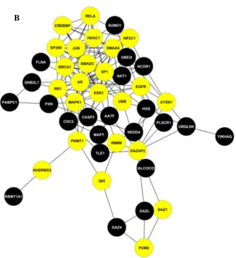 Figure 1.Figure 1. (A) Histogram showing distribution of the shortest path. Two randomly selected nodes were connected via 2.85 links; (B) The small (simplified) network of the Protein-Protein Interactions (PPIs) of azoospermia