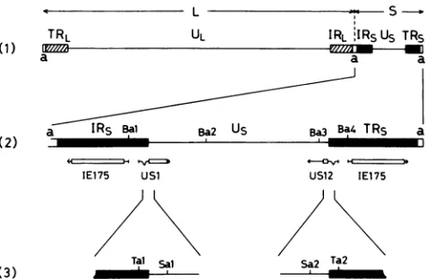 FIG.1.genomelinear,covalentlyofopenTheatorientationandsequences(TRL,(3)indicatedsites the the Maps of HSV-1 genome.(1) Structure of the HSV-1 arranged in prototype orientation (18)