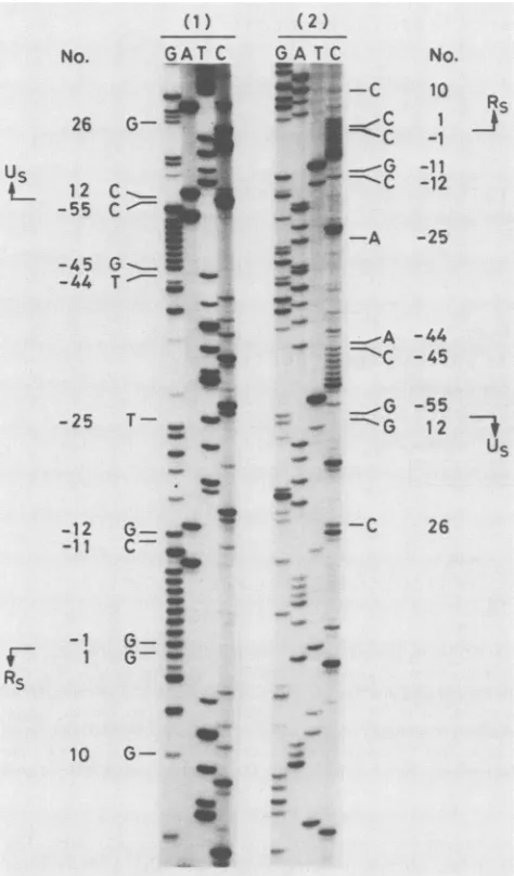 FIG.3.junction0.20-kbcomparisonnovelterminationwithnovelwork,polyacrylamide-urea(-1M13mpll Autoradiographs showing nucleotide sequences of the duplication on the left Us-Rs junction of HSV-1 strain B3