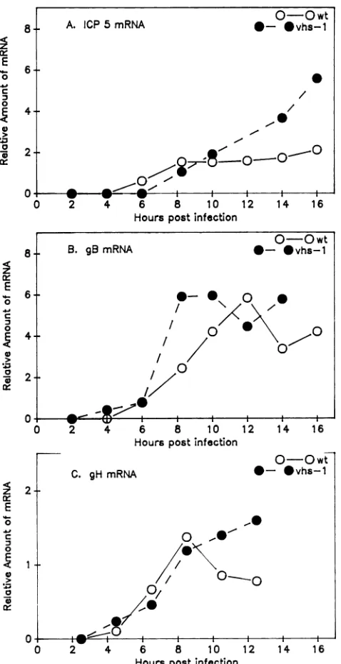 FIG. 5.teinthelevels Accumulation of the gamma mRNA encoding glycopro- C during wild-type (wt) and vhsl infections