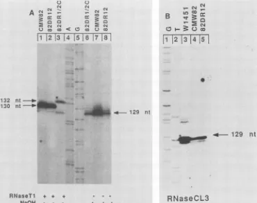 FIG.NaOHextension.productsprovidedDNAinW1451size the 4. Mapping the 5' ends of plus-strand DNA of mutants p82DR1/2C and p82DR12