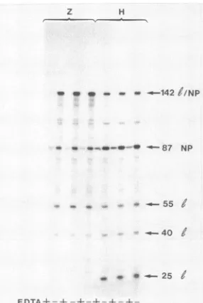 FIG. 4.junctionsmock-increasingriboprobebands Estimation of readthrough frequency at the leader-NP and NP-PC junctions in strain Z- and H-infected cells
