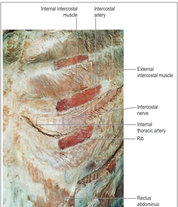 Fig. 3.2 Bony thoracic cage.