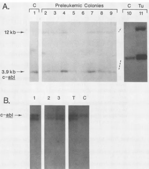 TABLE 1. Transformed colonies from BALB/cByJ mice infectedwith helper virus-free A-MuLVa