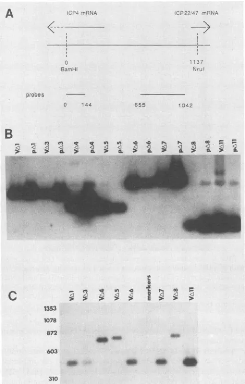 FIG. 4.indicatedtotallyandisolatedHSV-2 Southern blot analysis of VA12 and VA13 DNAs. The viral DNAs were cleaved with BamHI and blotted with an fragment spanning nucleotides 928 to 1042, a sequence lying with the deletions in pA12 and pA13 (see Fig