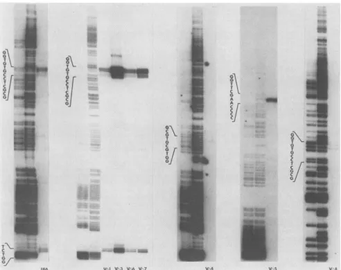 FIG. 5.describedcorresponding Mapping the 5' ends of the ICP4 mRNAs generated by HSV-2, strain 186, and mutant viruses