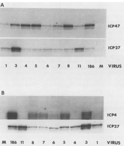 FIG. 6.generatedandandoftectedthewaspervested.presenceS1infectionhereICP27 Table analysis Quantitative Sianalysis of ICP4 and ICP47 mRNAs by the mutant viruses